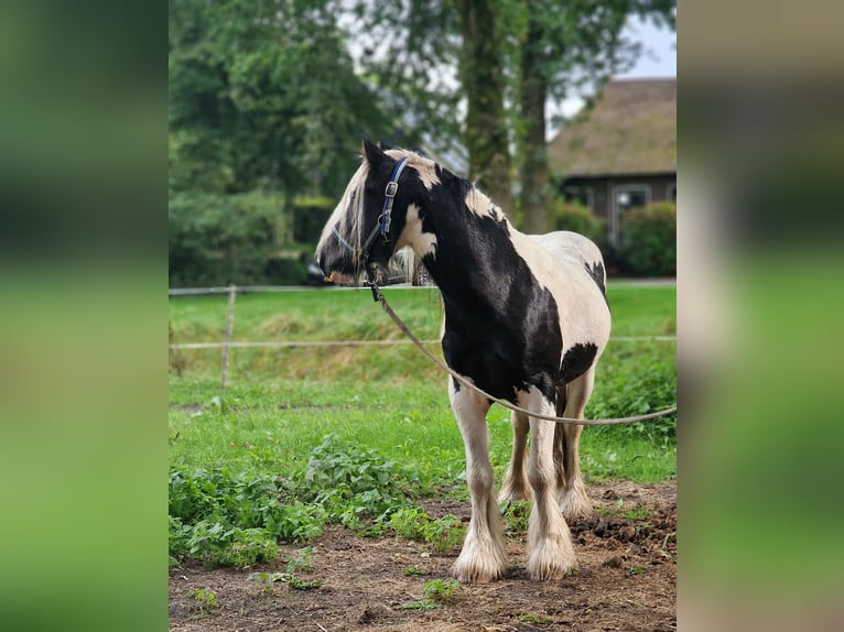 Gypsy Horse Stallion 2 years 12,2 hh Pinto in Dwingeloo