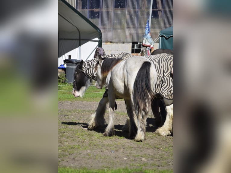 Gypsy Horse Stallion 2 years 12,1 hh Leopard-Piebald in Heiligengrabe