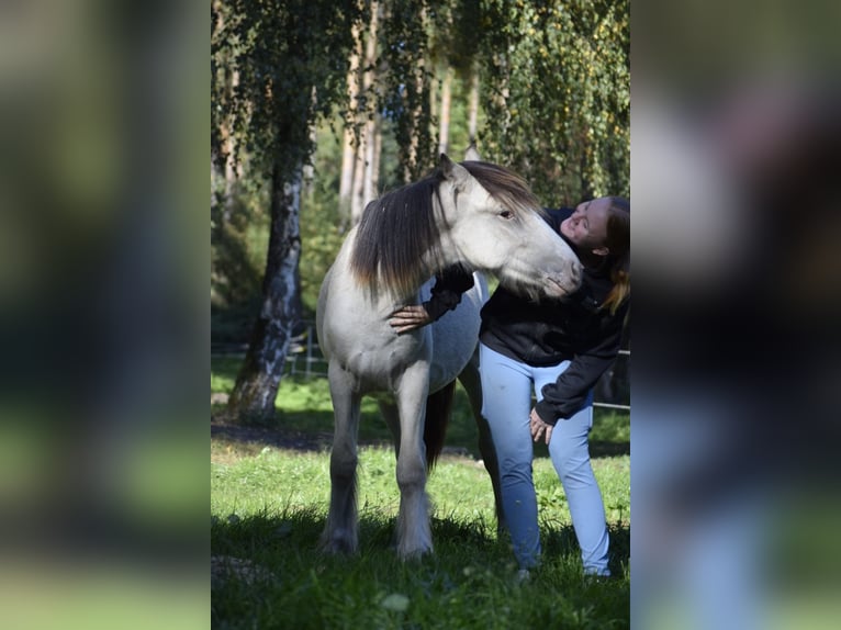 Gypsy Horse Stallion 2 years 12,1 hh Leopard-Piebald in Heiligengrabe