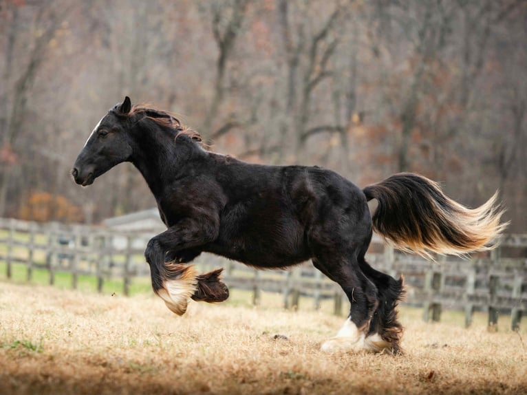 Gypsy Horse Stallion 2 years 13 hh Black in New Holland