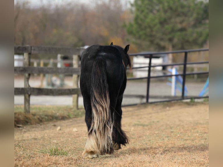 Gypsy Horse Stallion 2 years 13 hh Black in New Holland