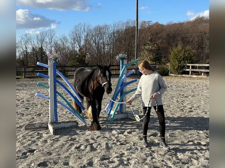 Gypsy Horse Stallion 2 years 13 hh Black in New Holland