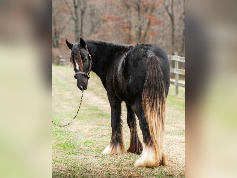 Gypsy Horse Stallion 2 years 13 hh Black in New Holland