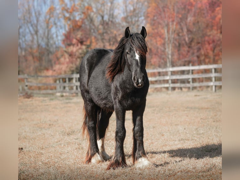 Gypsy Horse Stallion 2 years 13 hh Black in New Holland