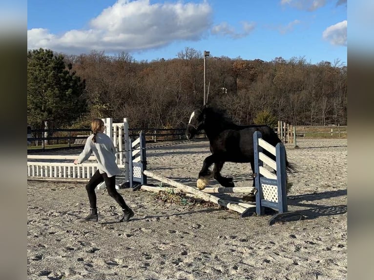 Gypsy Horse Stallion 2 years 13 hh Black in New Holland