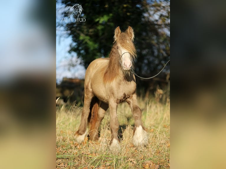 Gypsy Horse Stallion 2 years 13 hh Pearl in styrkow