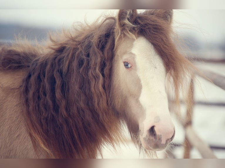 Gypsy Horse Stallion 2 years 13 hh Pearl in styrkow