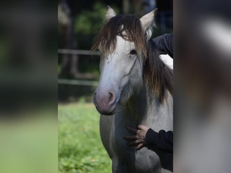 Gypsy Horse Stallion 2 years 13,2 hh Buckskin in Heiligengrabe