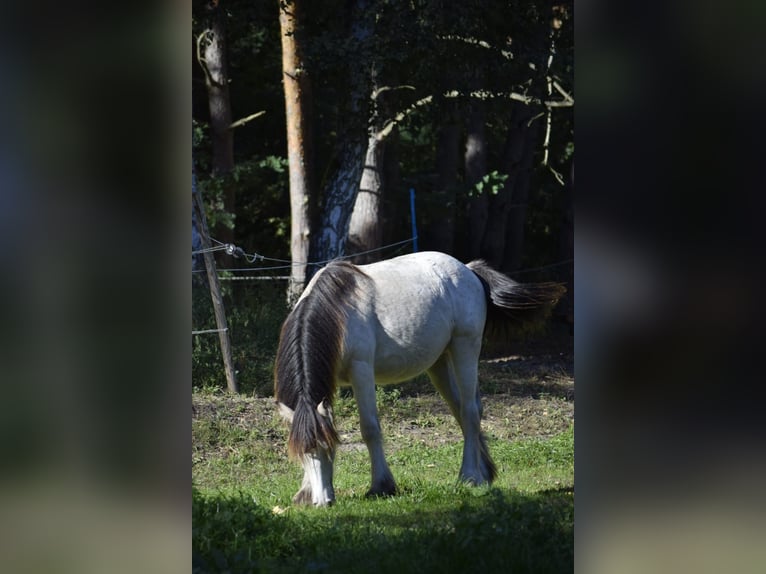 Gypsy Horse Stallion 2 years 13,2 hh Buckskin in Heiligengrabe
