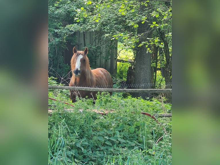 Gypsy Horse Stallion 2 years 13,2 hh Chestnut-Red in Judenbach