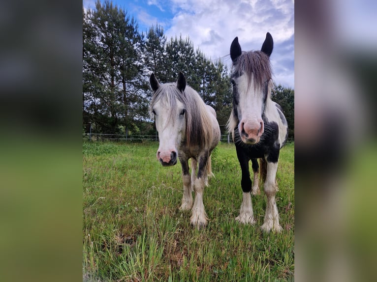 Gypsy Horse Stallion 2 years 13,2 hh Pinto in Kl&#xF6;tze
