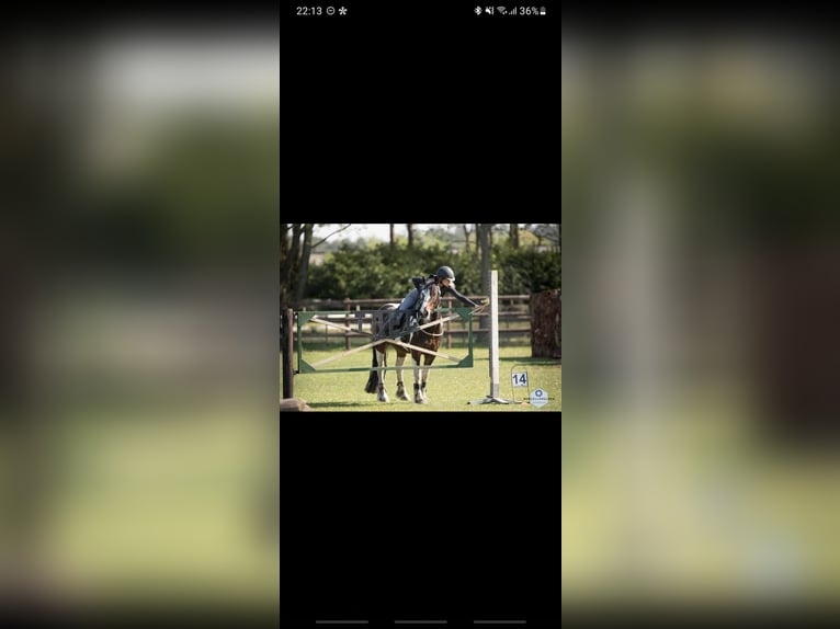 Gypsy Horse Stallion 2 years 13,2 hh Pinto in Zaventem