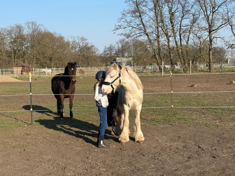 Gypsy Horse Stallion 2 years 14.1 hh Perlino in Falkensee
