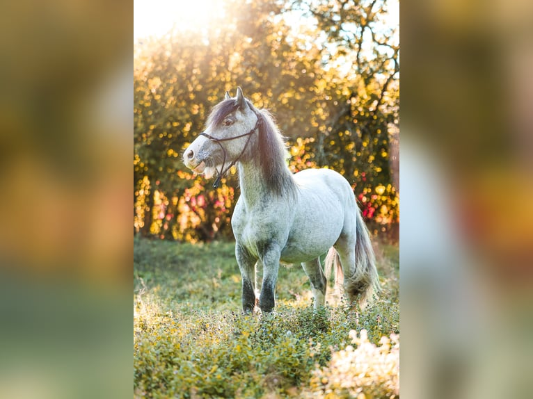 Gypsy Horse Stallion 2 years 14,2 hh Leopard-Piebald in Gindou