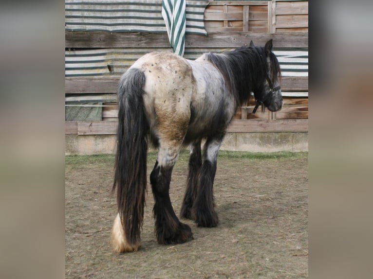 Gypsy Horse Stallion 2 years 14,2 hh Leopard-Piebald in Calden