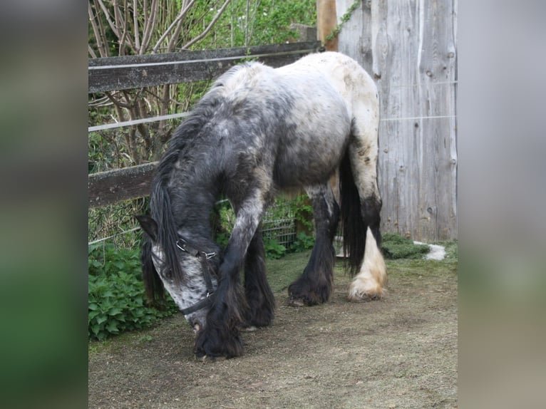 Gypsy Horse Stallion 2 years 14,2 hh Leopard-Piebald in Calden