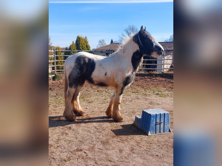 Gypsy Horse Stallion 2 years 14,2 hh Pinto in Wlen