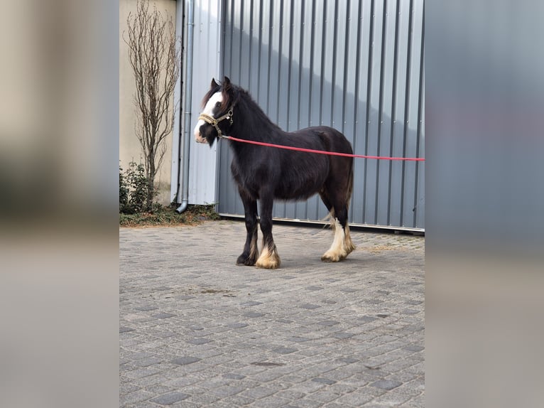 Gypsy Horse Stallion 2 years 14 hh Black in Buk