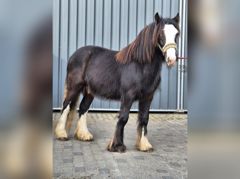 Gypsy Horse Stallion 2 years 14 hh Black in Buk