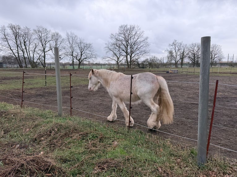 Gypsy Horse Stallion 2 years 14,1 hh Perlino in Falkensee