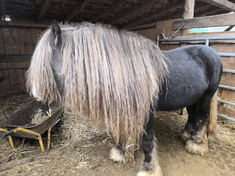 Gypsy Horse Stallion 2 years 14,2 hh Pinto in Calden