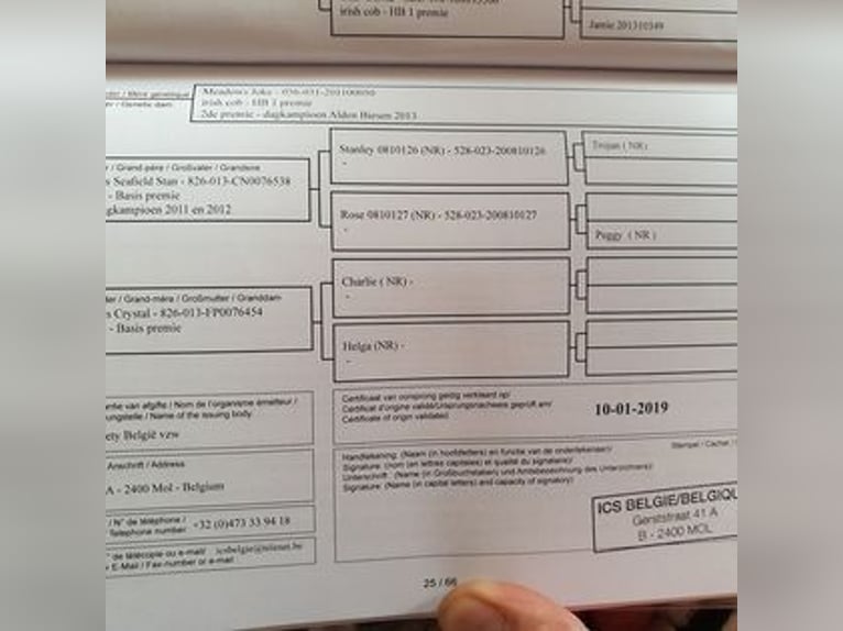 Gypsy Horse Stallion 2 years 14,2 hh Pinto in Calden