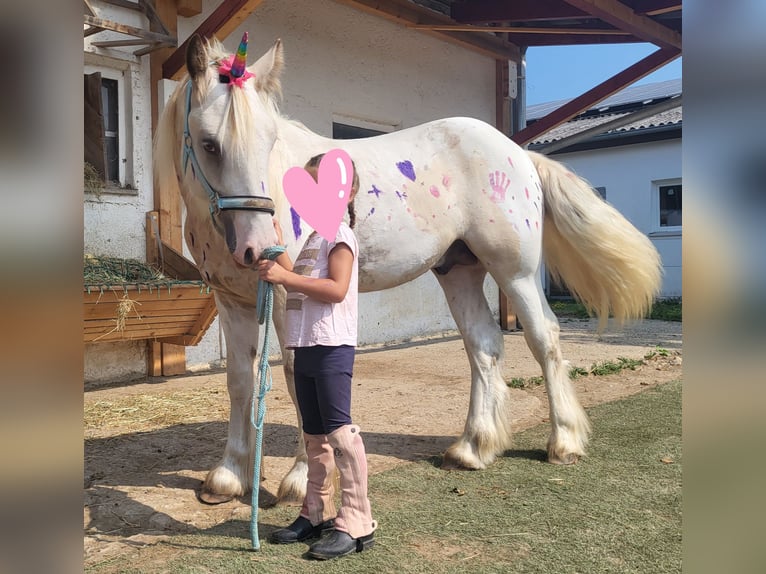 Gypsy Horse Stallion 2 years 14,2 hh Pinto in Göggingen