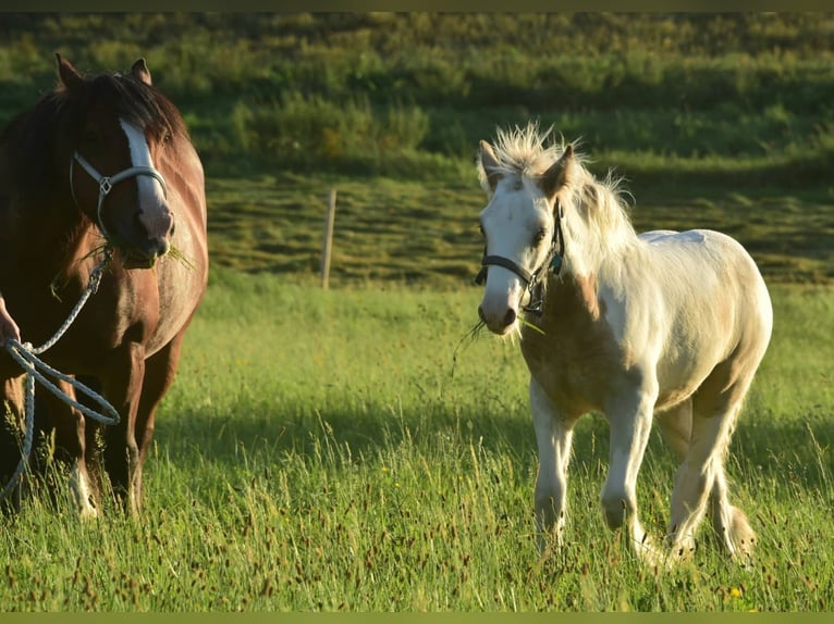 Gypsy Horse Stallion 2 years 14,2 hh Pinto in Göggingen
