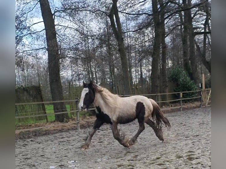 Gypsy Horse Stallion 2 years 15,1 hh Tobiano-all-colors in Stieltjeskanaal