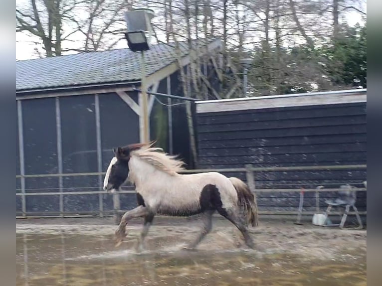 Gypsy Horse Stallion 2 years 15,1 hh Tobiano-all-colors in Stieltjeskanaal