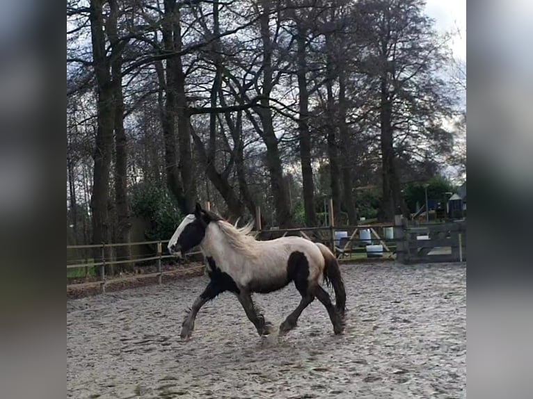 Gypsy Horse Stallion 2 years 15,1 hh Tobiano-all-colors in Stieltjeskanaal