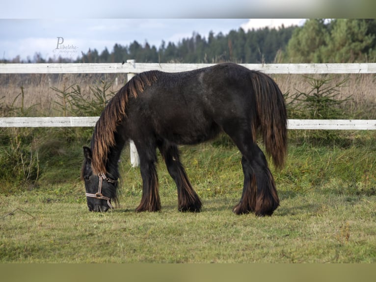 Gypsy Horse Stallion 2 years 15 hh Grey in Kohila