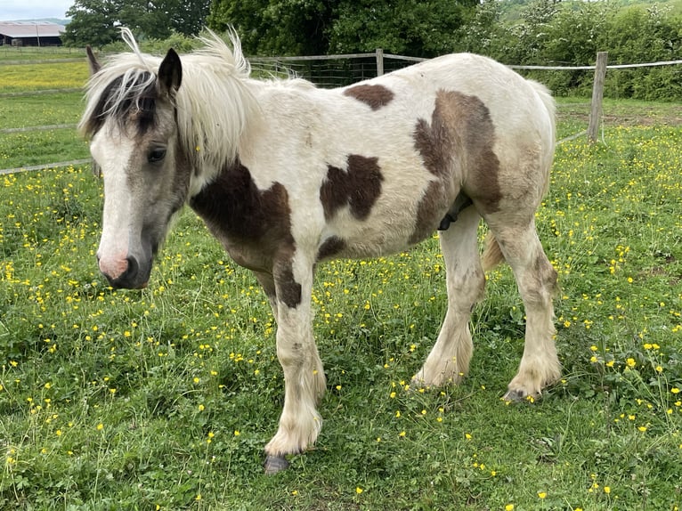 Gypsy Horse Stallion 2 years Buckskin in Genevrey