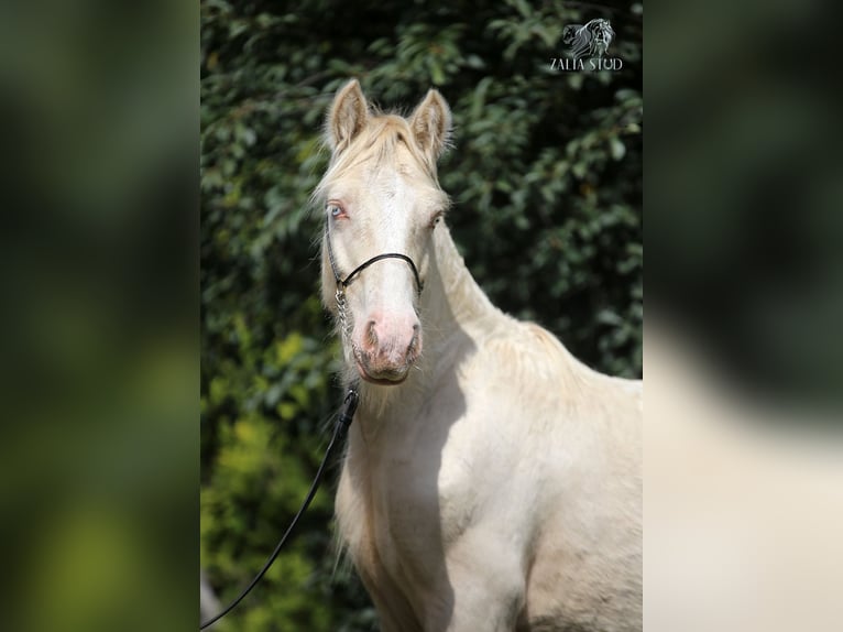Gypsy Horse Stallion 2 years Cremello in Stryków