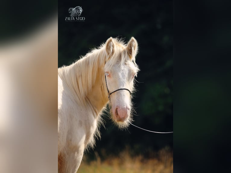 Gypsy Horse Stallion 2 years Cremello in Stryków