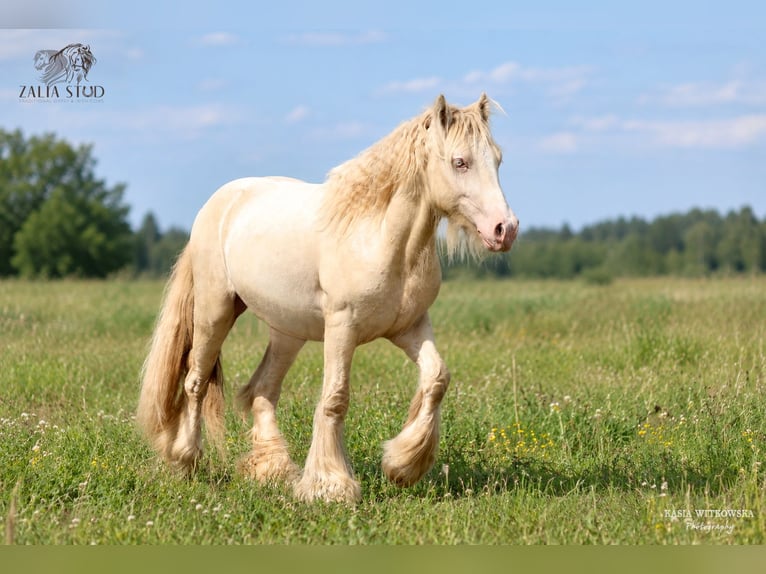 Gypsy Horse Stallion 2 years Cremello in Stryków