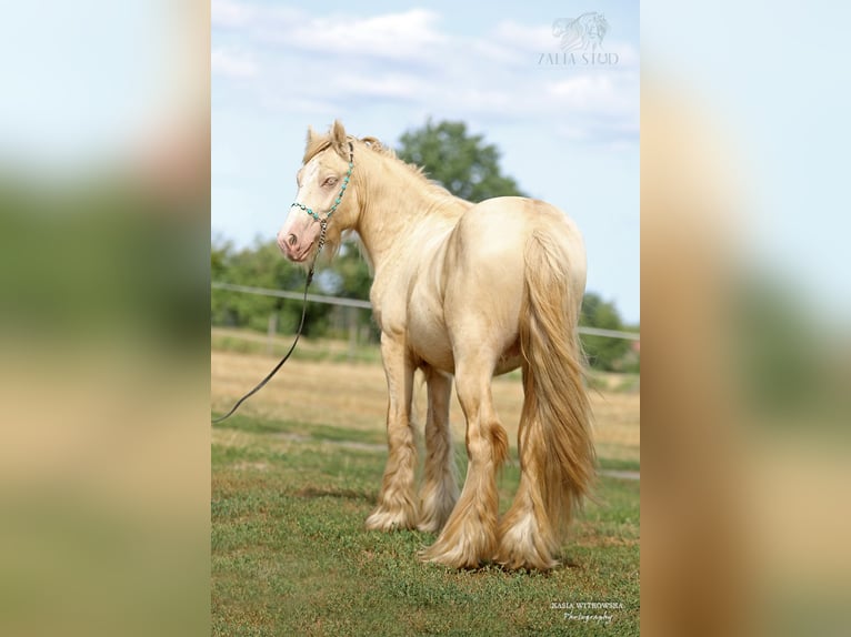 Gypsy Horse Stallion 2 years Cremello in Stryków