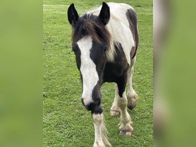 Gypsy Horse Stallion 2 years Tobiano-all-colors in Genevrey