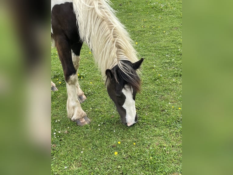 Gypsy Horse Stallion 2 years Tobiano-all-colors in Genevrey