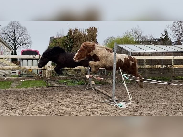 Gypsy Horse Mix Stallion 3 years 12,1 hh Pinto in Ter Aar