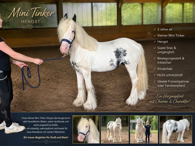 Gypsy Horse Mix Stallion 3 years 12.2 hh Pinto in Borken