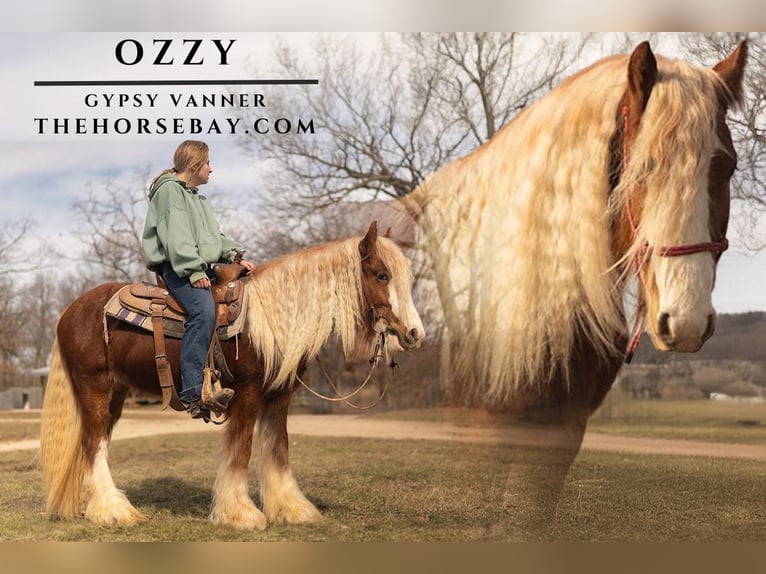 Gypsy Horse Stallion 3 years 13,3 hh Sorrel in Seymour, MO