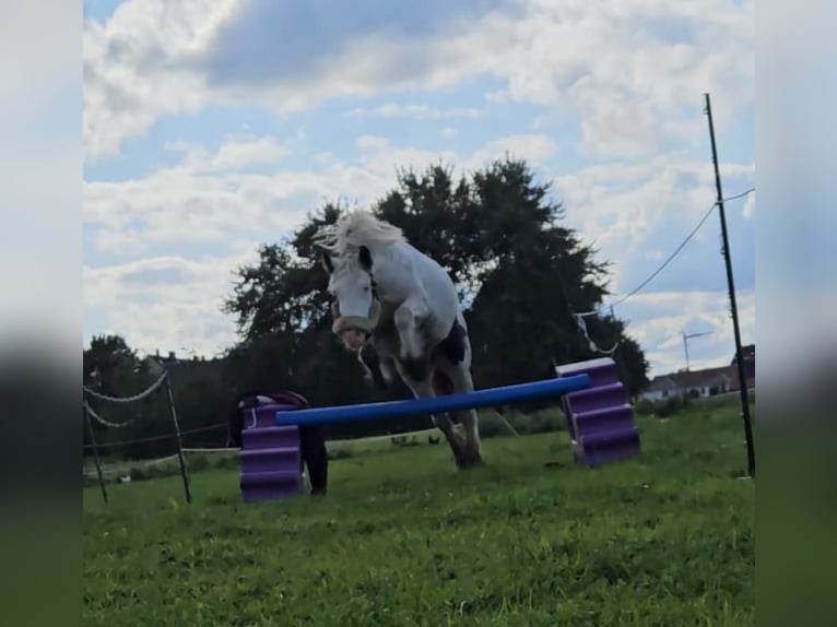 Gypsy Horse Stallion 3 years 13 hh in Selm