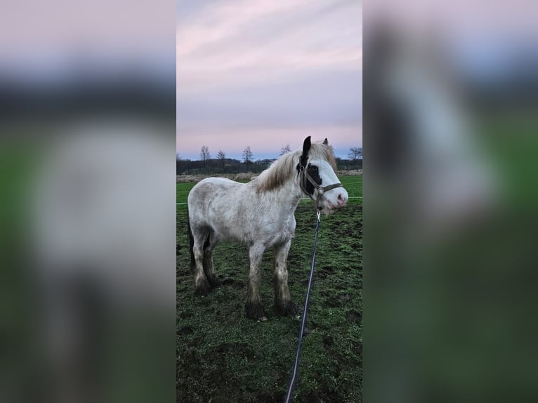 Gypsy Horse Stallion 3 years 13 hh in Selm