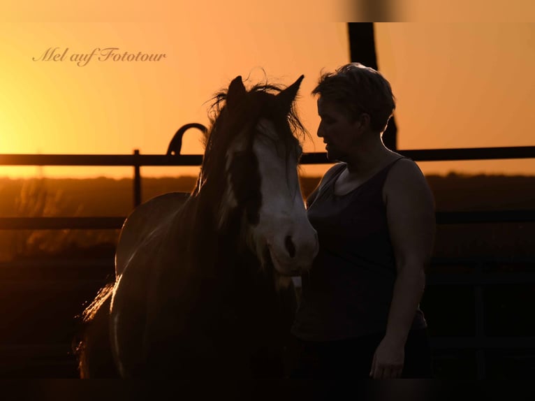 Gypsy Horse Stallion 3 years 13 hh Roan-Blue in Bad Salzdetfurth