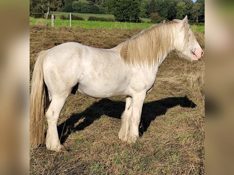 Gypsy Horse Stallion 3 years 14,1 hh Sabino in Hanstedt