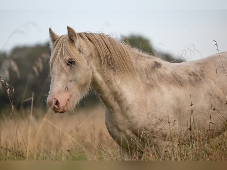 Gypsy Horse Stallion 3 years 14,1 hh Sabino in Hanstedt