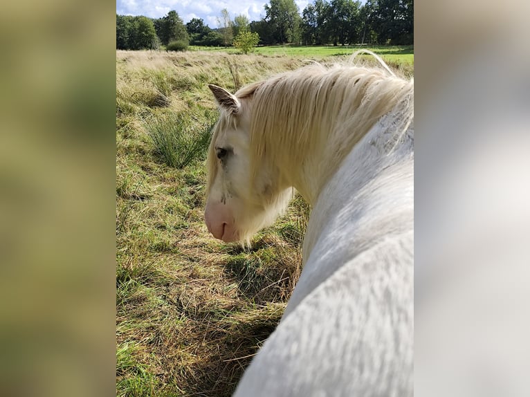 Gypsy Horse Stallion 3 years 14,1 hh Sabino in Hanstedt