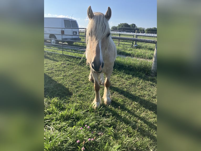 Gypsy Horse Stallion 3 years 14 hh Palomino in Holden, Mo