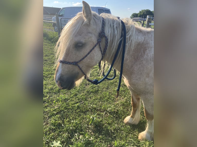 Gypsy Horse Stallion 3 years 14 hh Palomino in Holden, Mo